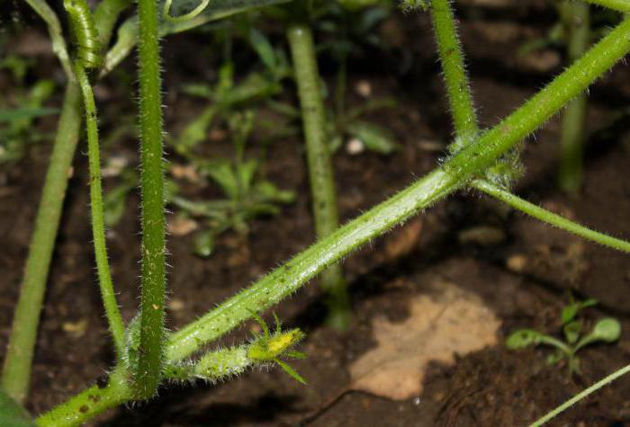 The formation of a bush of cucumbers in one stalk