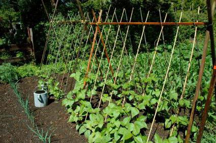 The formation of a bush of cucumber in the open ground