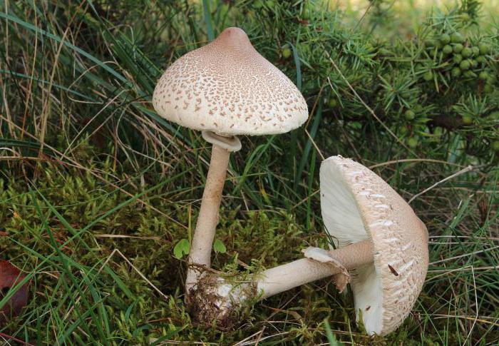 Виды съедобных грибов 