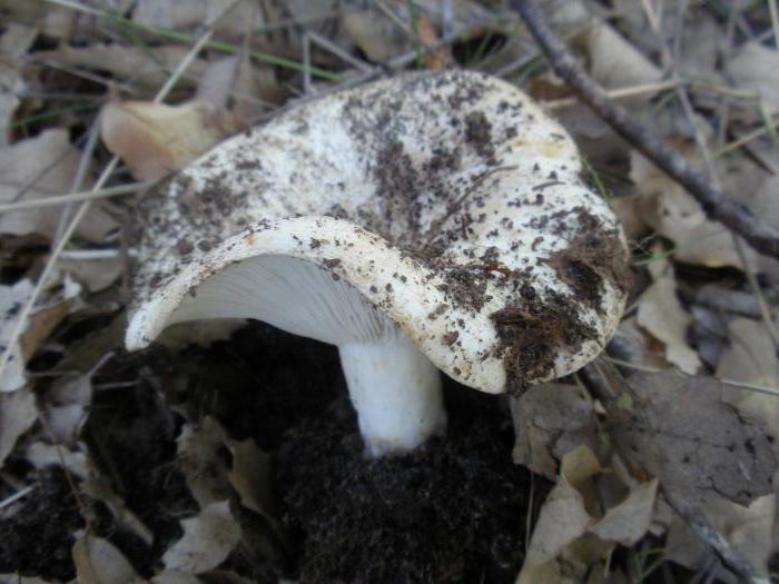 Описание съедобных грибов 