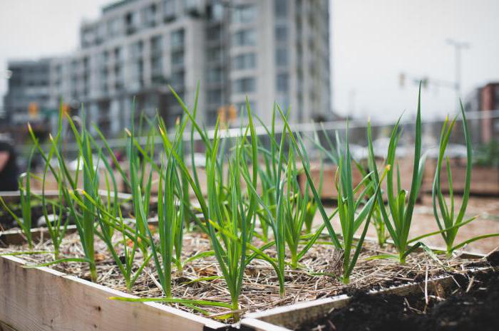 When to pull out winter garlic