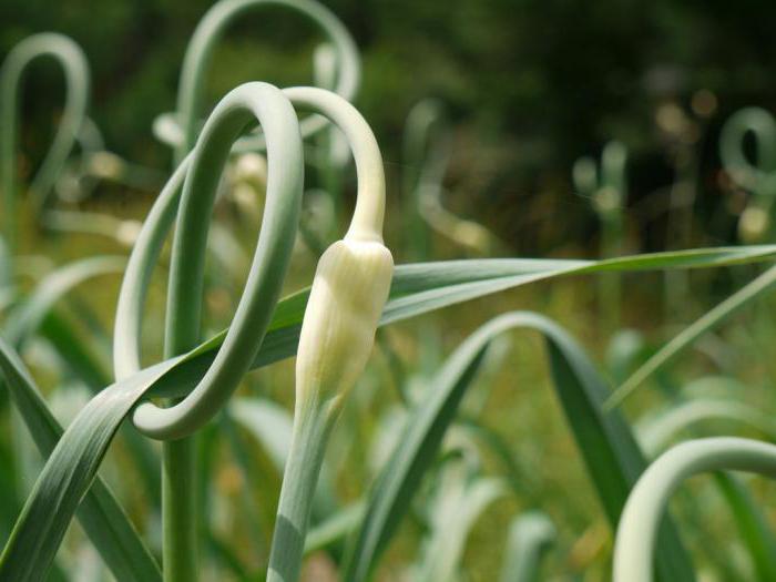 Signs of ripening winter garlic