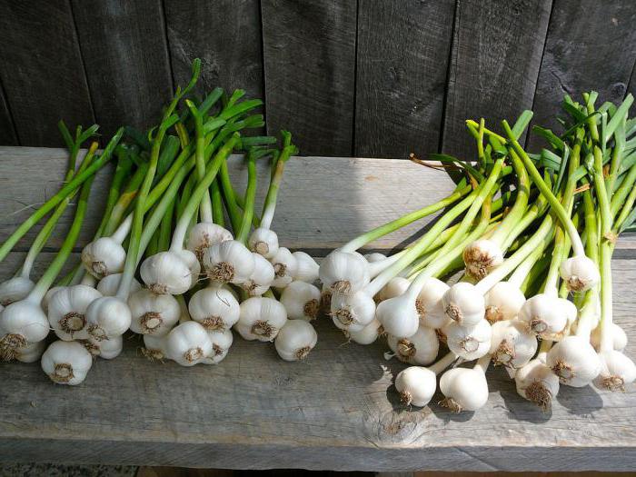 When to pull out winter garlic on the lunar calendar