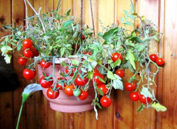 Семена домашних томатов 