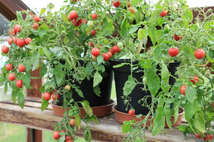 Как собрать семена томатов в домашних условиях 