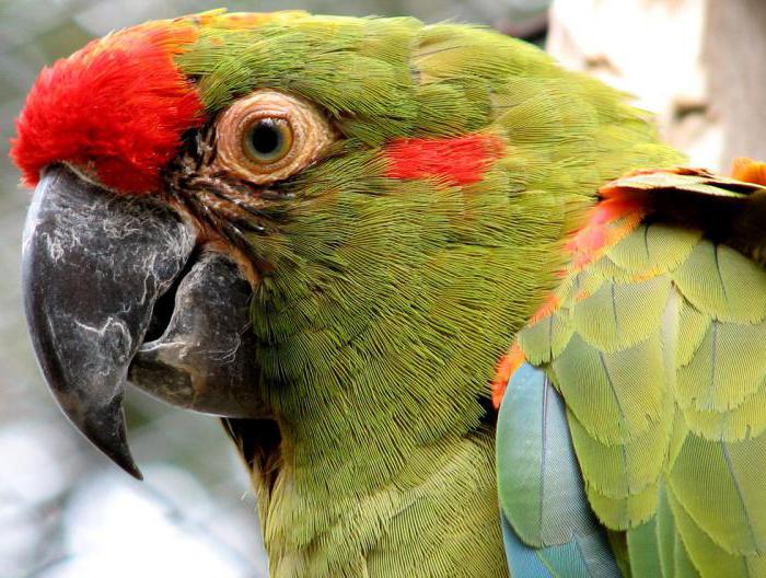 Конголезский попугай отзывы владельцев