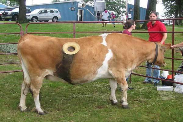 Почему у коров есть отверстия в боках