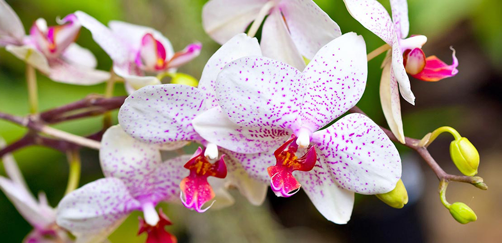 орхидеи уход в домашних условиях фото размножение