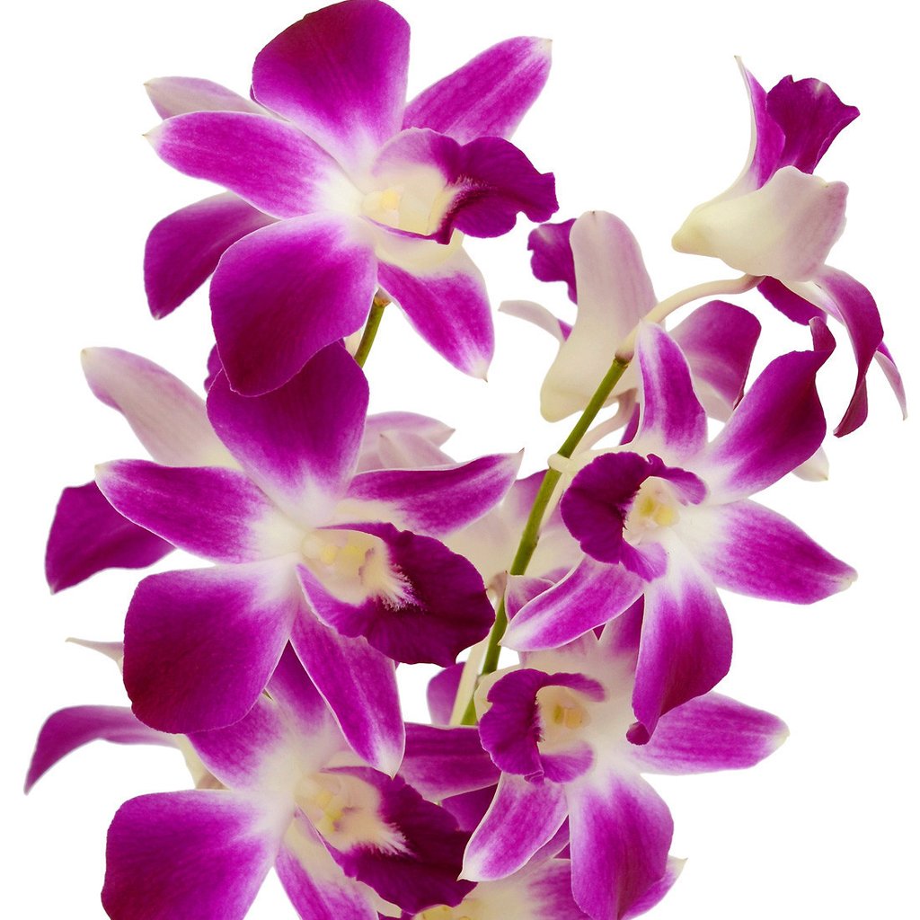 орхидея дендробиум уход в домашних условиях фото