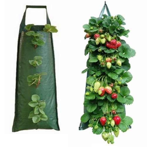 growing strawberries in bags year-round