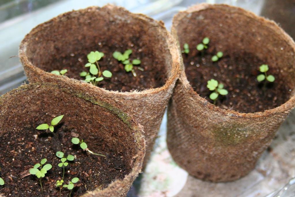 выращивание клубники в теплице в мешках