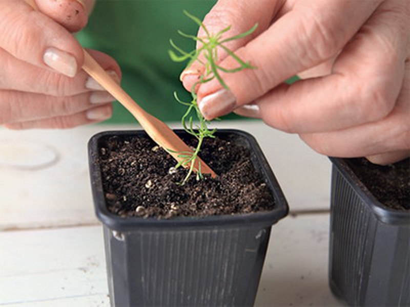 кохия летний кипарис выращивание из семян