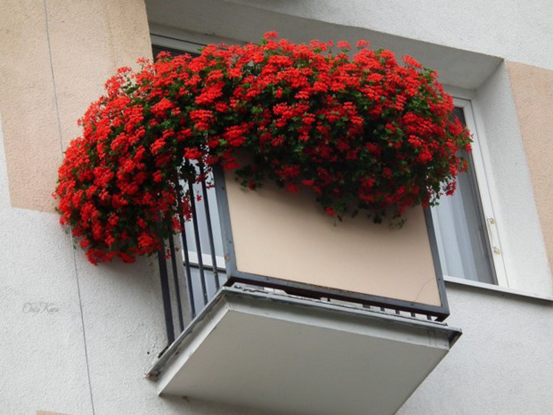 цветы на балкон какие