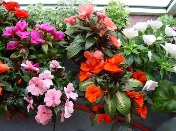 Цветы для балкона цветущие все лето фото и название неприхотливые