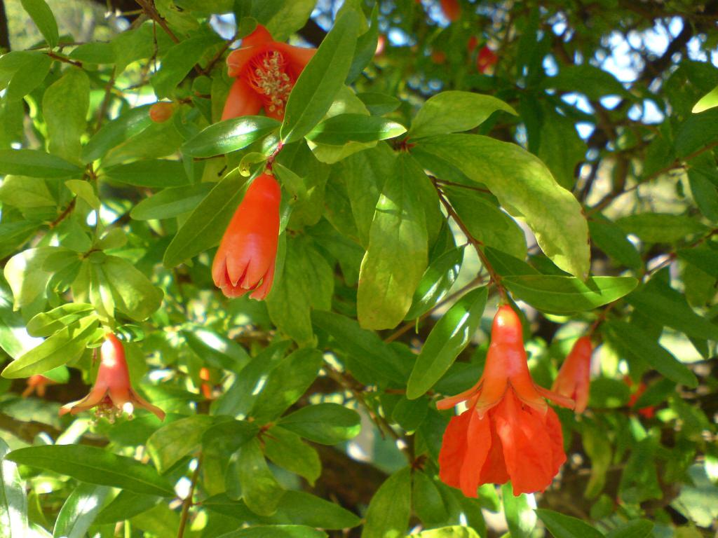 flowering pomegranate