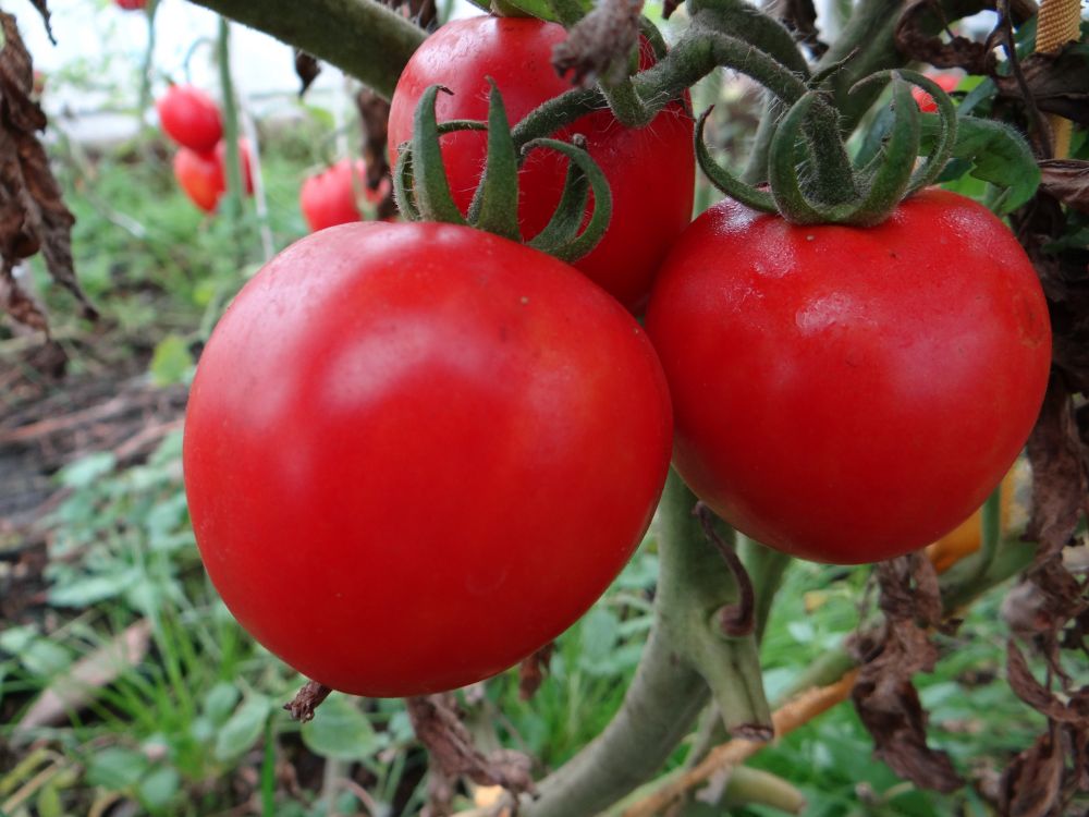 Урожайные сорта помидор