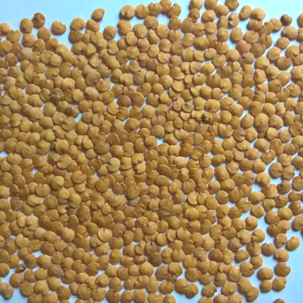 Как выглядят семена баклажанов фото