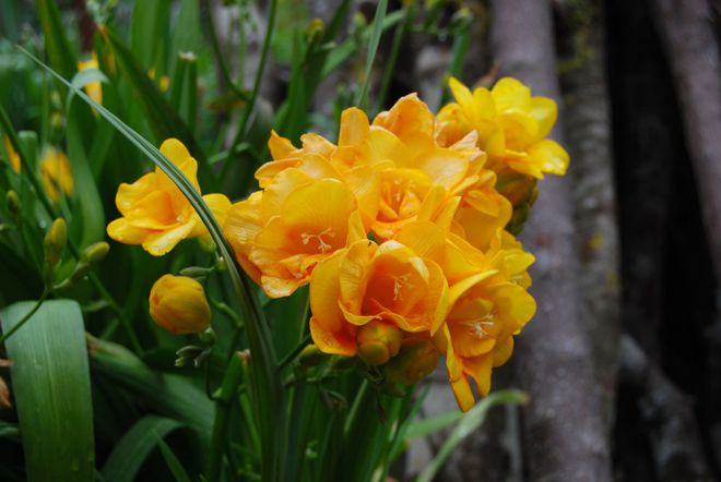 Freesia terry planting and grooming