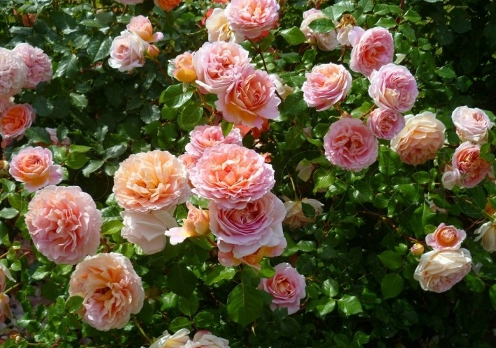 Розы Остина лучшие сорта