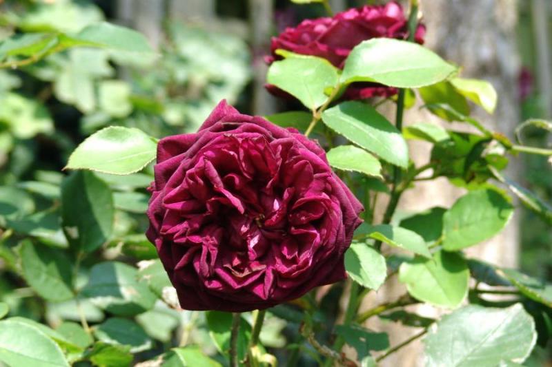 Розы Остина описание