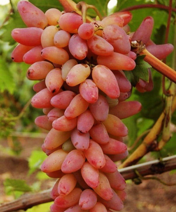 Розовые сорта винограда
