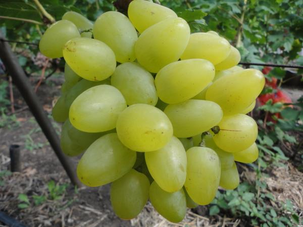 Белые сорта винограда