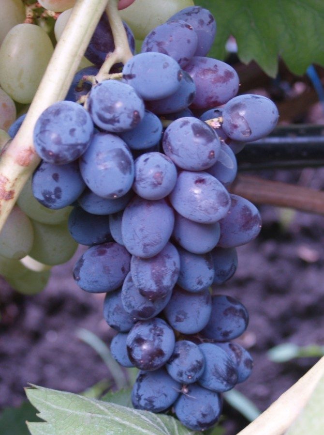 Сорта винограда кишмиш