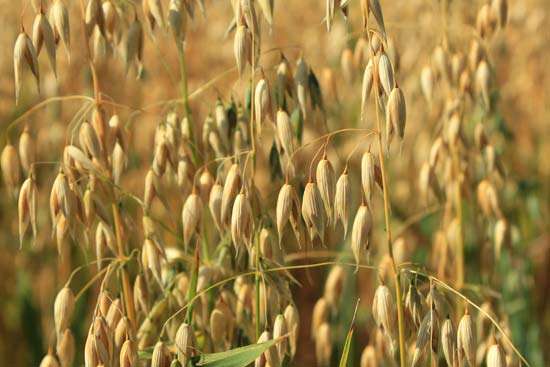 Виды зерновых культур