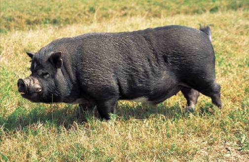 Bellied pig