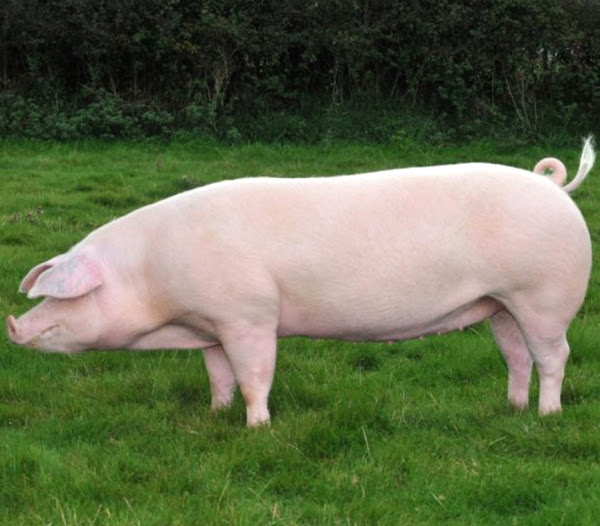 Landras Pig