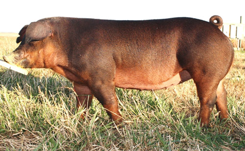 Pigs duroc