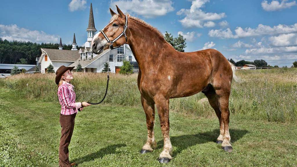 Stallion nicknamed Poe