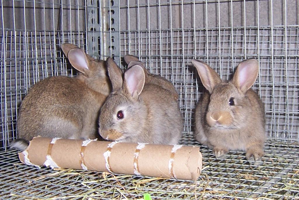 Клетки для кроликов большая недорого
