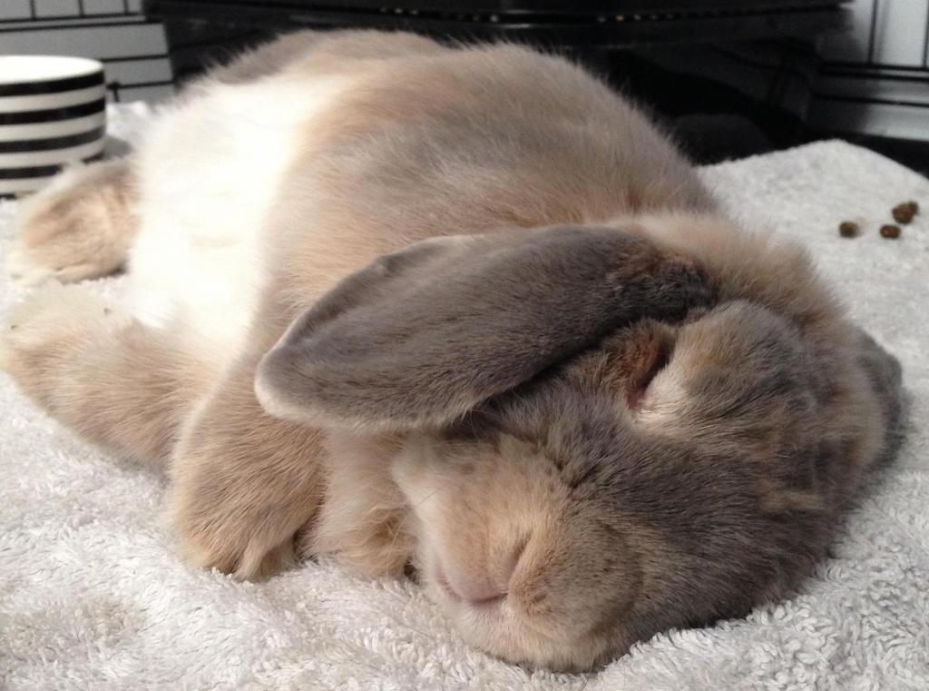 Как спят кролики декоративные