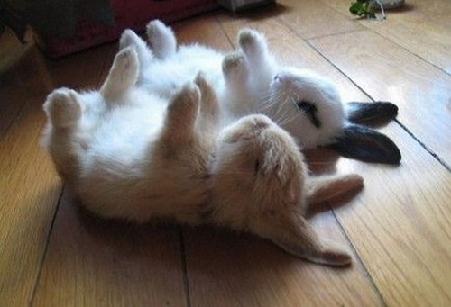 Кролик спит фото