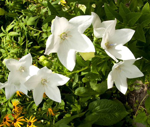 Платикодон астра белый крупноцветковый
