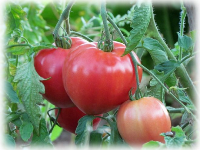 Abacan pink tomato reviews