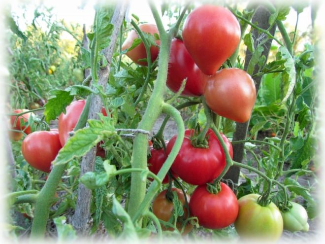 Tomato Abakan pink grade description photo reviews