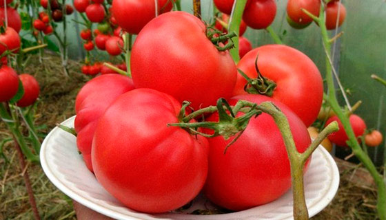 Tomato Abakan pink grade description reviews