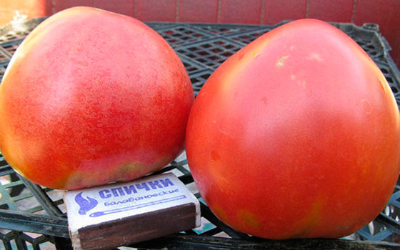 Tomato Aabakan Pink Characteristics Reviews