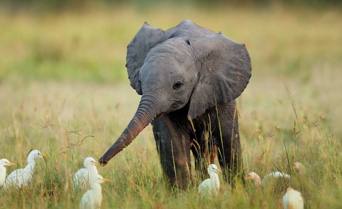Вес слоненка новорожденного