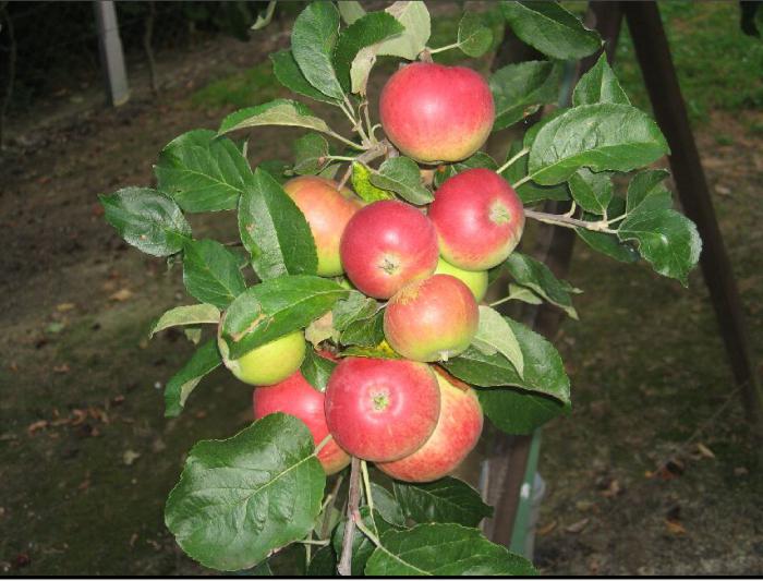 Сорта яблони мантет фото и описание сорта