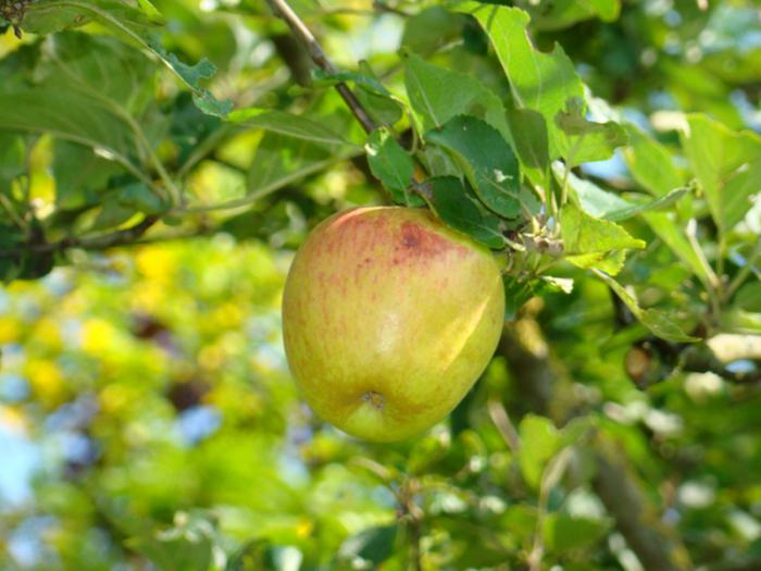 Мантет яблоня фото дерева