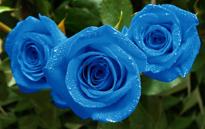 الزهور الزرقاء من الاسم والصورة Cerceis Com