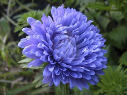Цветок голубого цвета