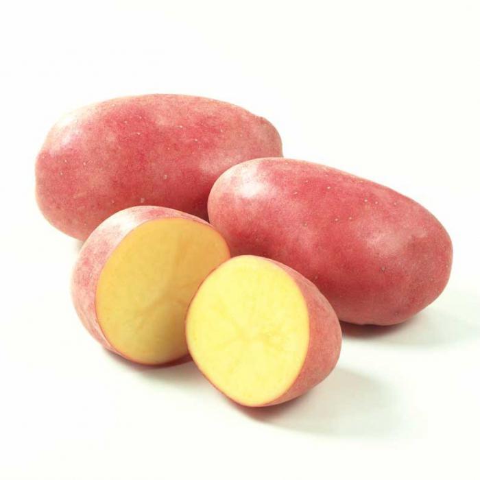 Красные сорта картошки