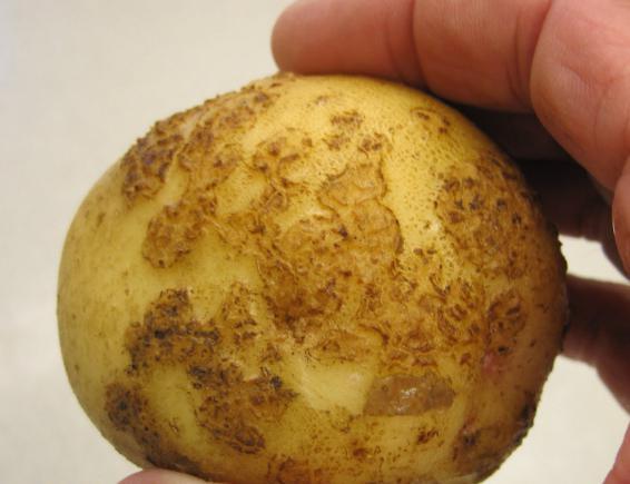 Varieties of potatoes photo