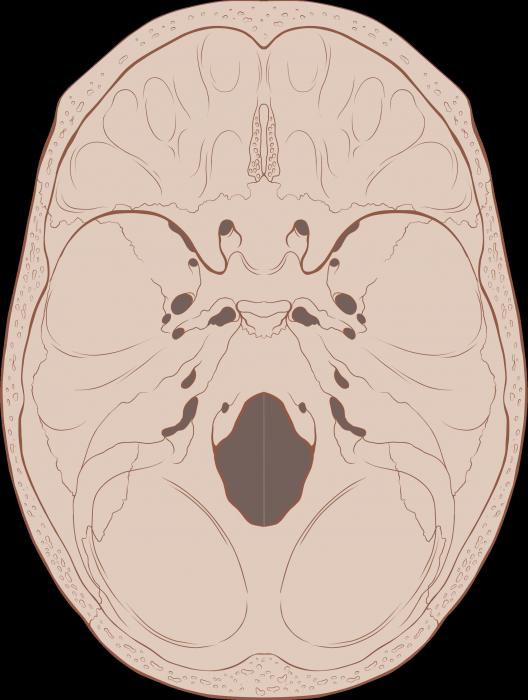 Основание черепа фото 