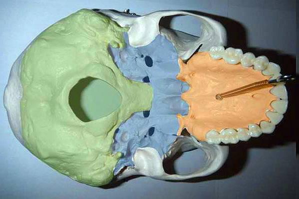 Наружное основание черепа 