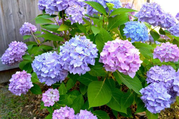 Why hydrangeas don't bloom